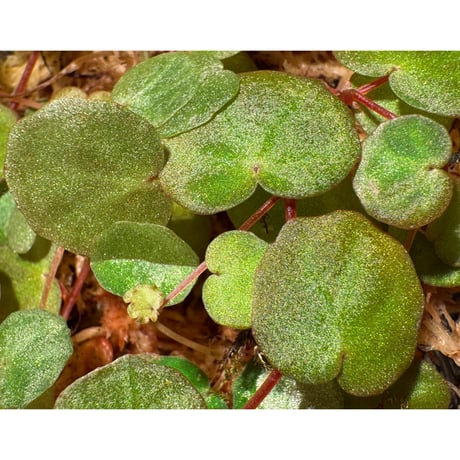 Begonia lichenora (sp.Mini) from Kalimantan Sarawak border [LA]