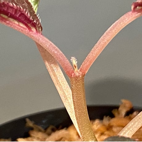 Sonerila sp. from Trat Thailand ②