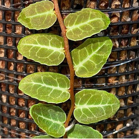Marcgravia umbellata [Equaflor-A]