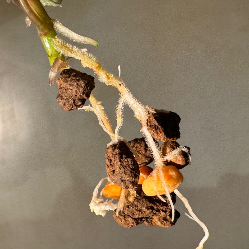 Bucephalandra sp. 