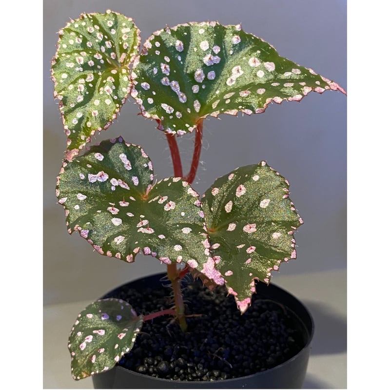 Begonia sp. from Muara Wahau [TB] | M・R・G・R