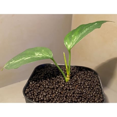 Aglaonema pictum A "しるば〜らいん" from Aceh sumatera [LA0315-04j]