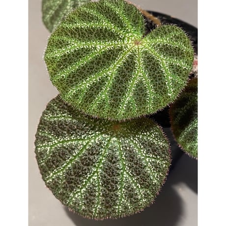 Begonia ningmingensis var. bella