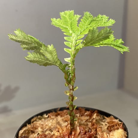 Selaginella sp. from Tanintharyi(Tennasserim)North Malay Peninsula Myanmar ①