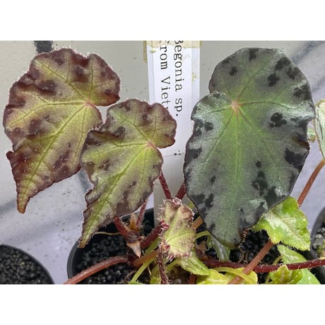 Begonia sp. from Vietnam