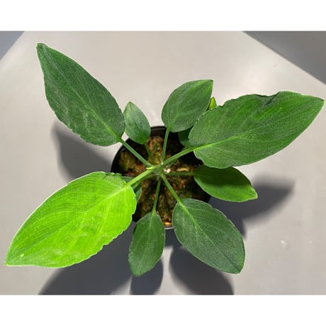 Homalomena sp . "Muara wahau" Green Kal-timur [TB]
