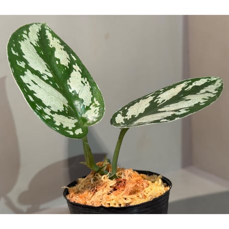 Scindapsus "Silver Princess"