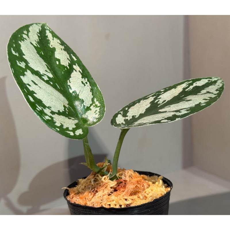 Scindapsus 