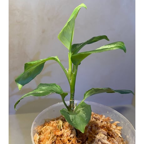 Aglaonema pictum "コメットテール" DB1410 from Sumatra barat [TB]