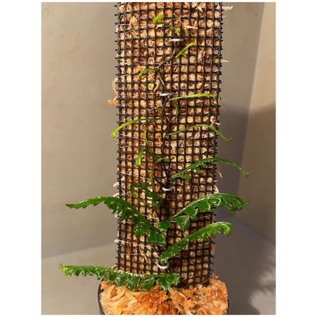 Teratophyllum aculeatum from Nanga pinoh [TB]