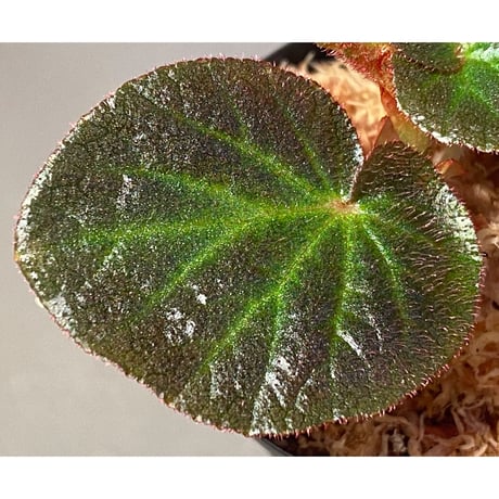 Begonia sp. from Manaus