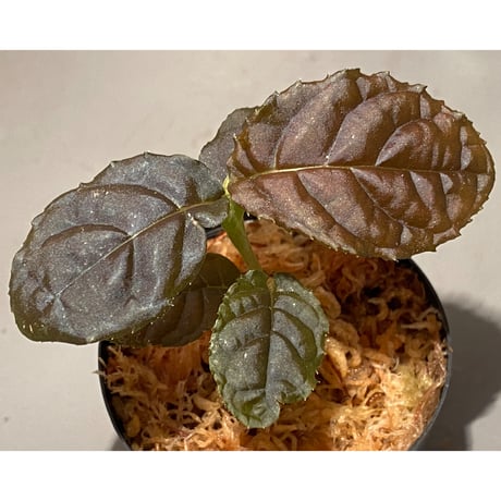 Ardisia sp. from Lao Cai-E [R0517-01]