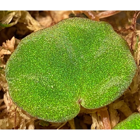 Begonia lichenora (sp.Mini) from Kalimantan Sarawak border [LA]