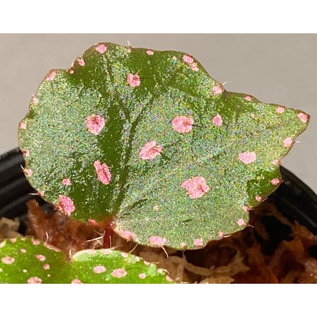 Begonia sp. "Muara Wahau" Kutai timur Kalimantan timur [TB]