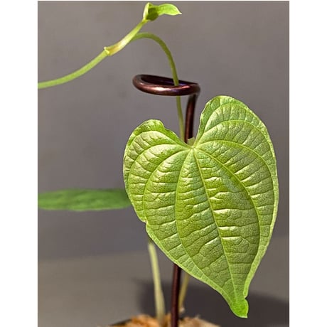 Dioscorea sp. from Chiang Mai [TK290518-1]