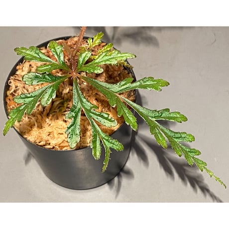 Begonia polilloensis