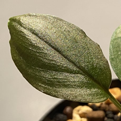 Homalomena sp. from Solok sumatera [LA0315-2]
