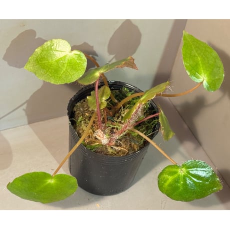 ベゴニア | STORES