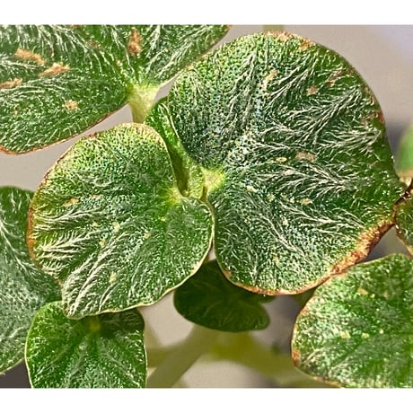 Peperomia sp. from Iquitos Peru [tanakay]