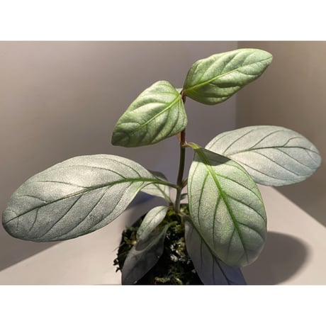 Acanthaceae gen. from Laos [LA]