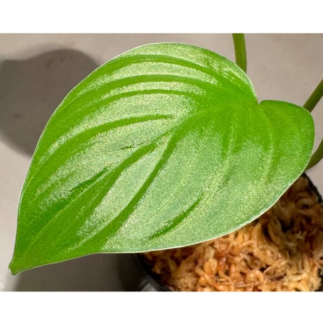 Homalomena sp. "Aceh selatan3" from Aceh Sumatra [TB2303]