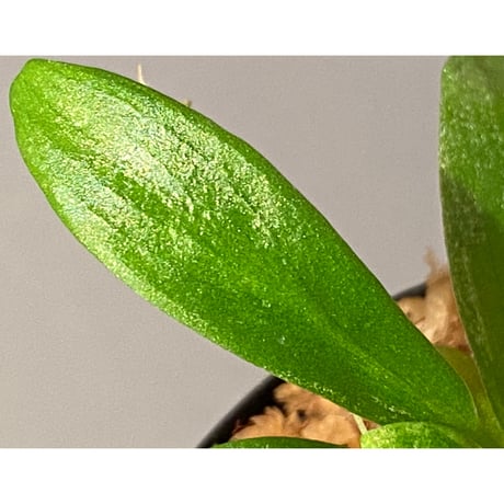 Schismatoglottis sp. "初霜錦" from Murung raya [LA0515-05]