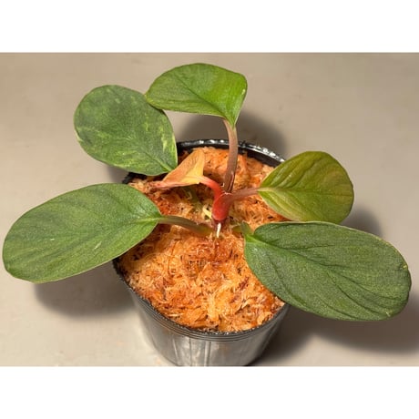 ホマロメナ | STORES