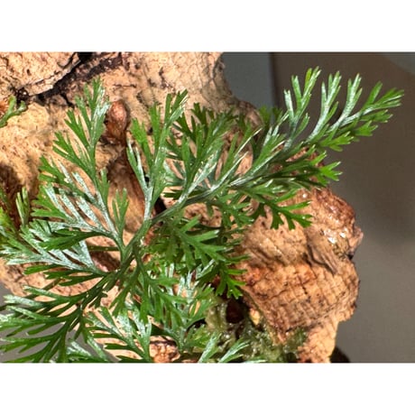 Davallia cf. parvula from Sarawak (着生済み2本立ち)