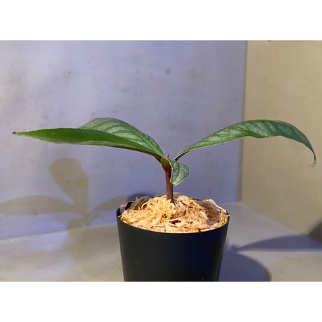 Ardisia sp. from Aceh sumatera [LA]