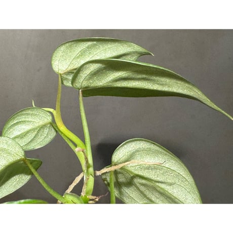 Philodendron sp. from Ecuador