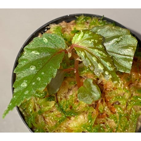 Begonia sp. from Sarawak