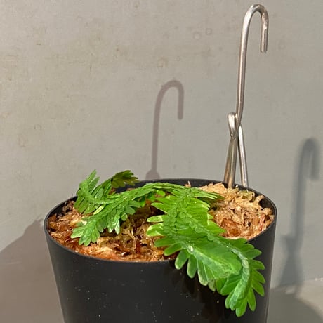 Selaginella sp. バリエガータ from "Nanga pinoh" [TB]