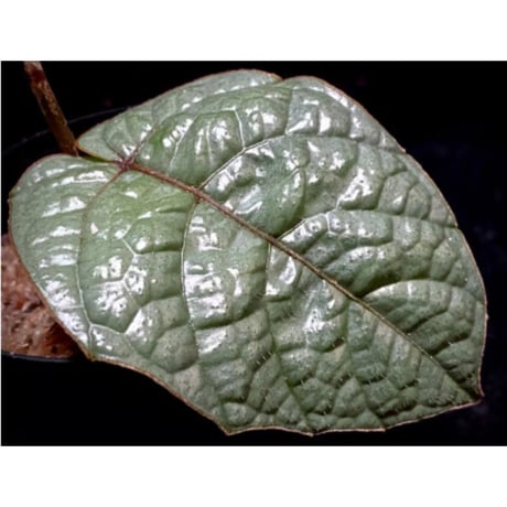 Pterisanthes sp. from Sabah-1 [R0515-01a]