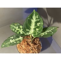 Aglaonema pictum カミハタG III 3rd 2014 ID:7106