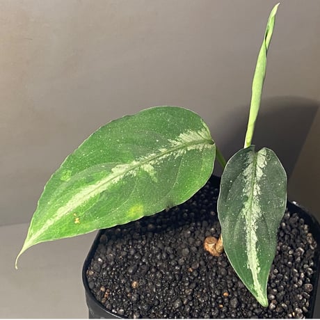 Aglaonema pictum GW1908-7 "Padang sidempuan" [TB]