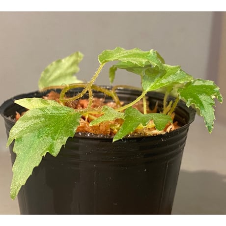 Begonia prismatocarpa "Variegata"