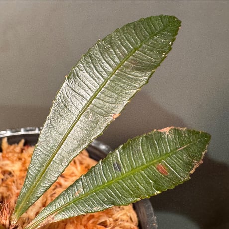 Neckia sp. from West Kalimantan (旧Sauvagesia)