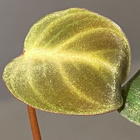 Philodendron luxurians "Choco" Colombia