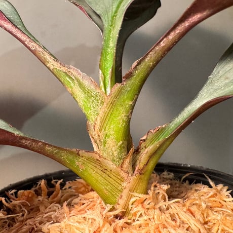 Dracaena sp. from Landak West Kalimantan