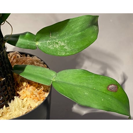 Epipremnum sp. from Prachuap Khiri Khan