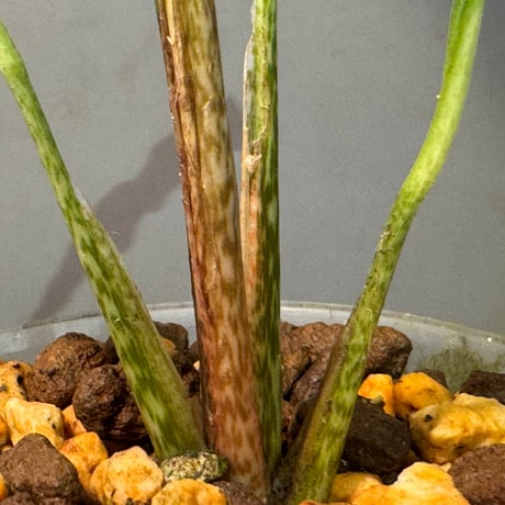Holochamys beccarii from  Kerom Papua
