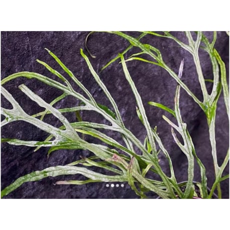 Microsorium sp. from Saripoi [LA0515-02]