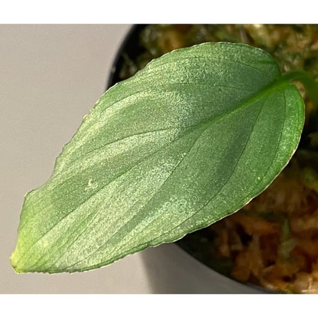 Homalomena cf. humilis from Sumatera Barat [LA0719-02]