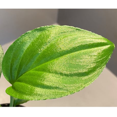 Homalomena sp. "Emerald Silver × ?" wf1 from Kepulauan Riau [KZT]