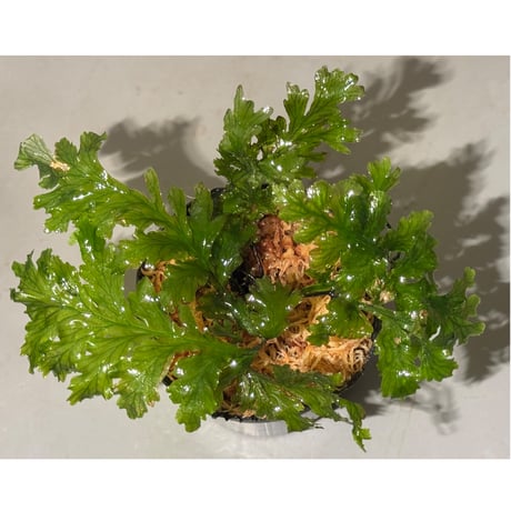 Crepidomanes sp. from Papua New Guinea