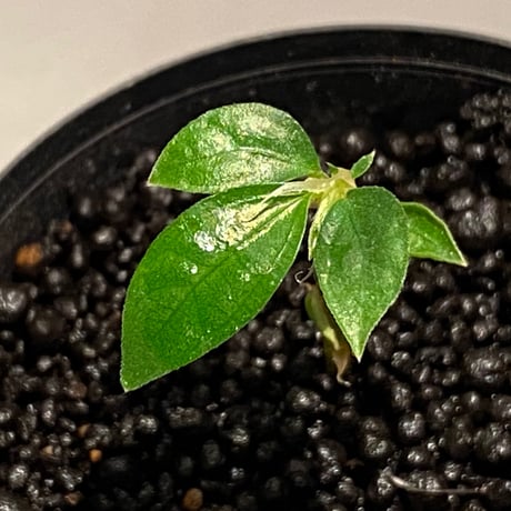 Elatostema sp. from Nopphitam [TK260915]