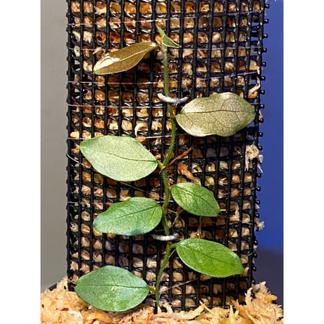 Ficus sp. "Muara wahau" white Kalimantan timur [TB]