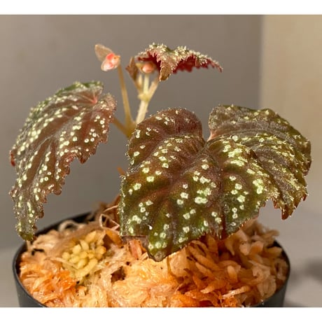 Begonia tenuifolia from Sukasada Bali [S0320-02] 伊藤蟻植物農園