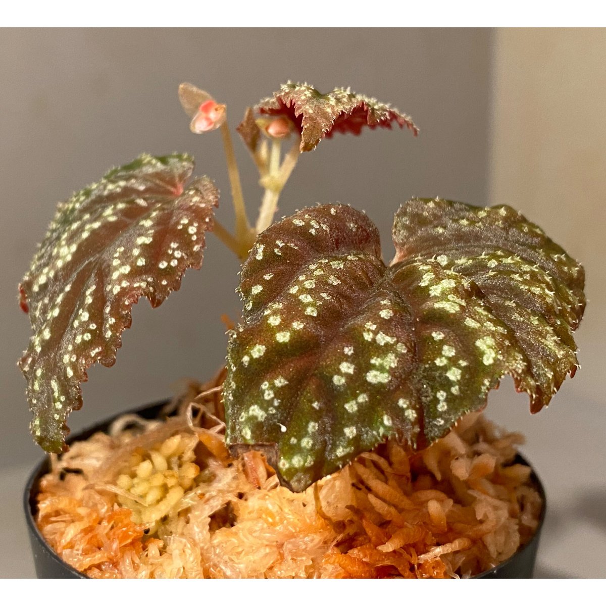 Begonia tenuifolia from Sukasada Bali [S0320-02