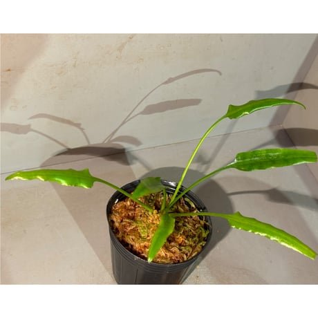 クリプトコリネ　LA便　正規タグ付き Yahoo!オークション - 正規タグ付き LA便 Cryptocoryne sp.Min-1 Phili